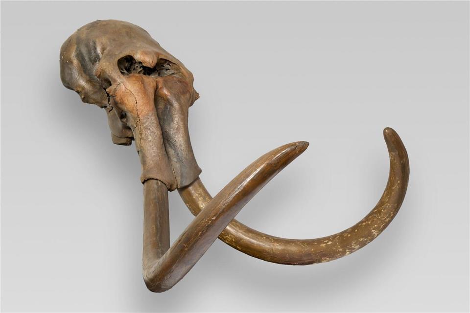 Ein Mammut-Bulle aus Haltern am See: NRW zeigt in einer aufwendigen Landesausstellung Stücke aus der Vorzeit (Handout-Foto)Christoph Sebastian/Ruhrmuseum/dpa