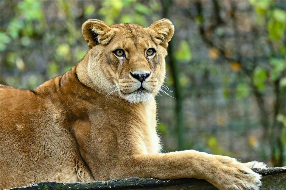Ein Mann hat Löwen im Dortmunder Zoo mit seinen Fleischresten gefüttert. (Illustration)Patrick Pleul/dpa