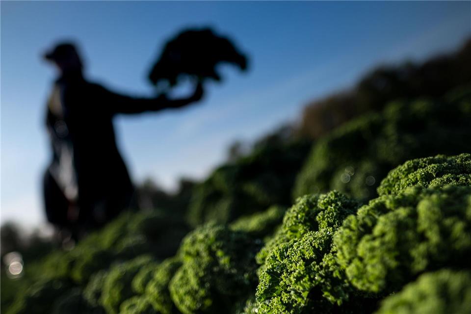 Ein Mann steht während der Ernte auf einem Grünkohlfeld. (Symbolbild) Peter Steffen/dpa