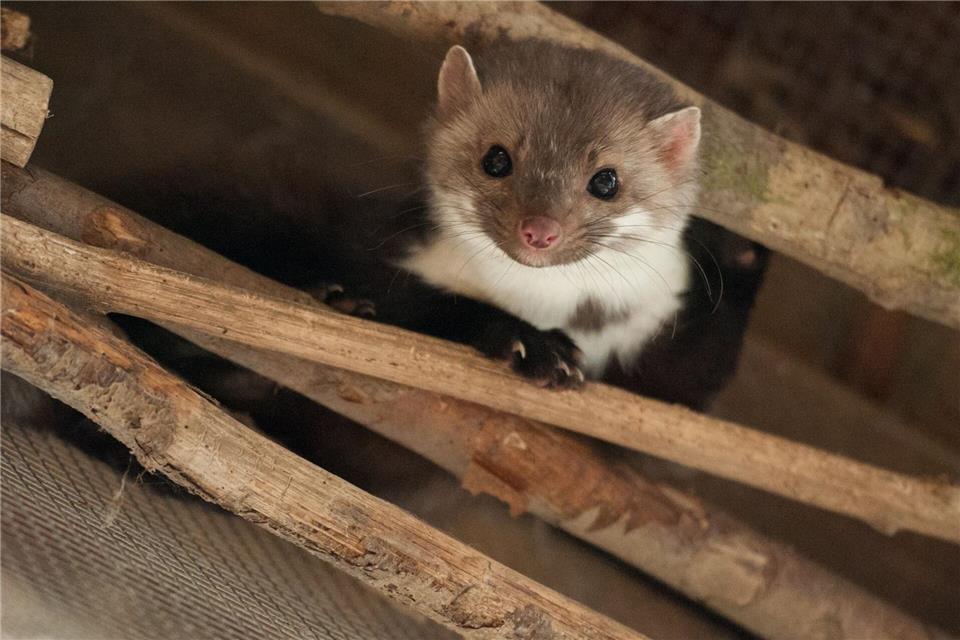 Ein Marder macht einer Kirchengemeinde zu schaffen. (Archivbild)Philipp Schulze/dpa/dpa-tmn