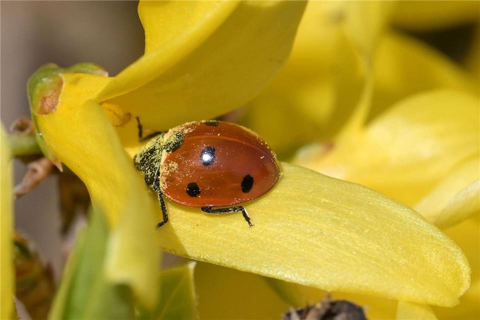 Ein Marienkäfer sitzt auf einer Blüte einer Forsythie in Werder (Havel).Michael Bahlo/dpa