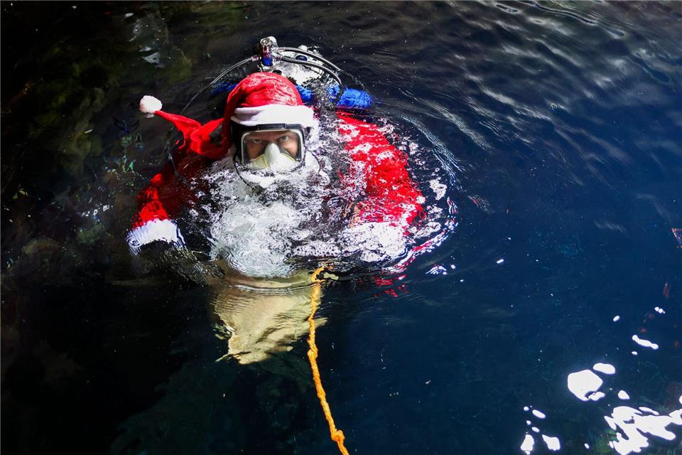 Ein Meeresbiologe im Nikolauskostüm taucht in das 250.000 Liter fassende Becken im Multimar-Wattforum in Tönning, um die Fische zu füttern.Christian Charisius/dpa