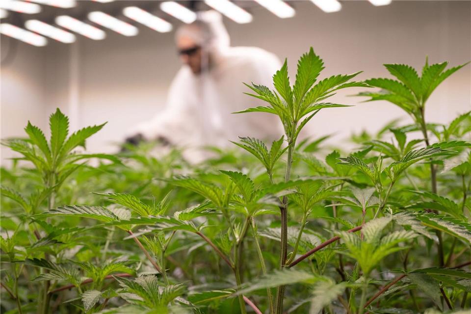 Ein Mitarbeiter eines „Cannabis Social Clubs“ düngt die Pflanzen (Archivfoto)Boris Roessler/dpa
