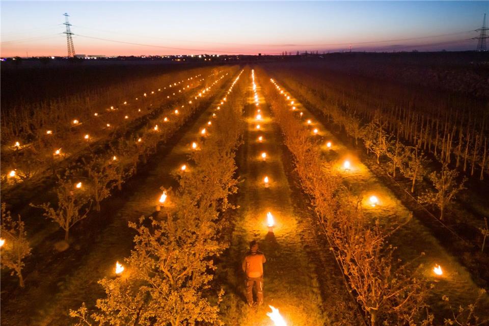 Ein Mitarbeiter vom Obsthof Hornemann steht in der Aprikosen-Plantage, unter deren Bäumen Frostschutzkerzen brennen.Klaus-Dietmar Gabbert/dpa