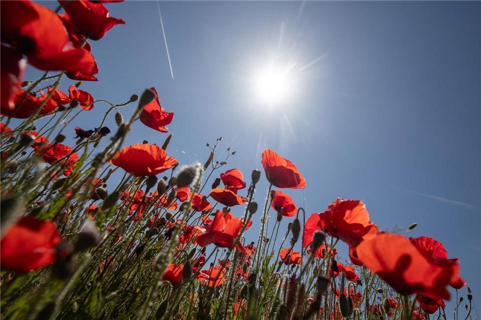 Ein Mohnblumenfeld in der Nähe des Dorfes Sineu auf Mallorca.Clara Margais/dpa