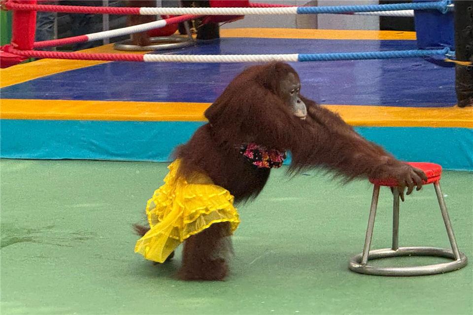 Ein Orang-Utan-Weibchen bei einer umstrittenen Bühnenshow.Carola Frentzen/dpa