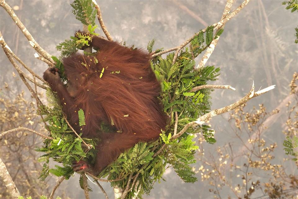 Ein Orang-Utan-Weibchen klammert sich während eines Waldbrandes an eine Baumkrone. -/Borneo Orangutan Survival/dpa