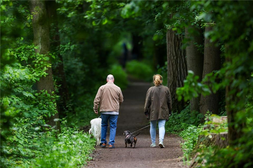 Ein Paar mit zwei Hunden geht in einem Wald spazieren. Das Wetter bietet die nächsten Tage einen Mix aus Sonne, Wolken, Regen und Wind.Christoph Reichwein/dpa