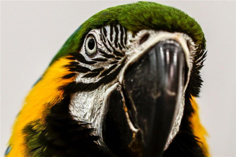 Ein Papagei hat für Aufregung in einem Mehrfamilienhaus gesorgt. (Symbolbild)Wallace Woon/dpa