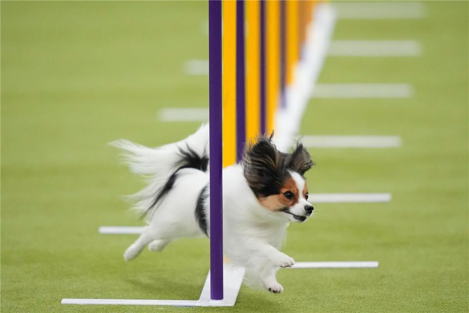 Ein Papillon-Hund nimmt an den Masters Agility Championship Finals auf der 150. Westminster Kennel Club Dog Show in New York teil.Yuki Iwamura/AP/dpa