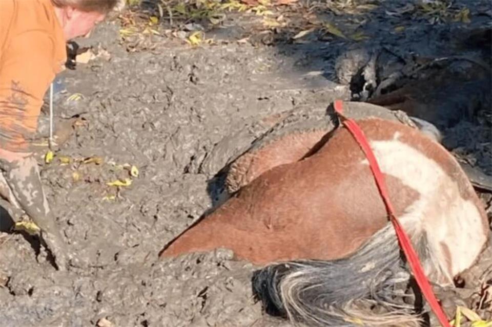 Ein Pferd ist in Ramsdorf bis zum Kopf im Schlamm versunken.