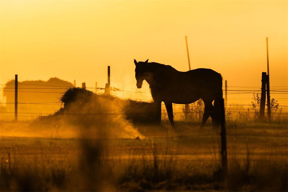 Ein Pferd steht bei Sonnenaufgang auf einer Pferdekoppel am Flughafen Hannover.Julian Stratenschulte/dpa