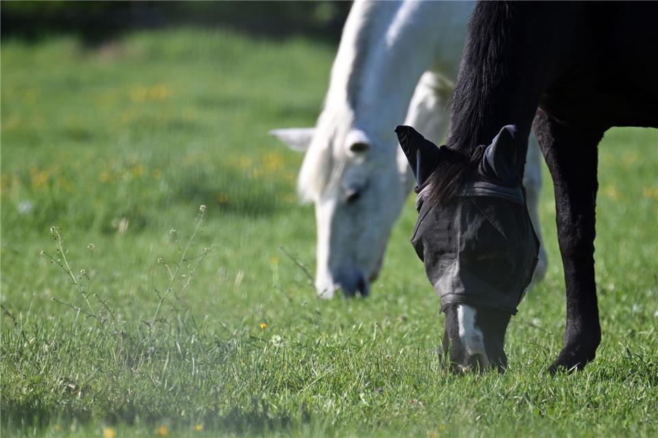 Auto fährt in Gruppe ausgebüxter Pferde - zwei Tiere tot Ein Pferd wurde schwer verletzt. (Symbolbild)Federico Gambarini/dpa