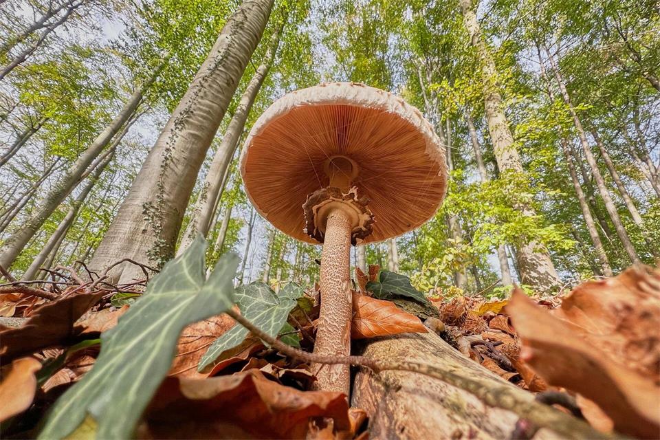 Ein Pilz Gemeiner Riesenschirmling wächst in einem Wald in der Region Hannover.Julian Stratenschulte/dpa