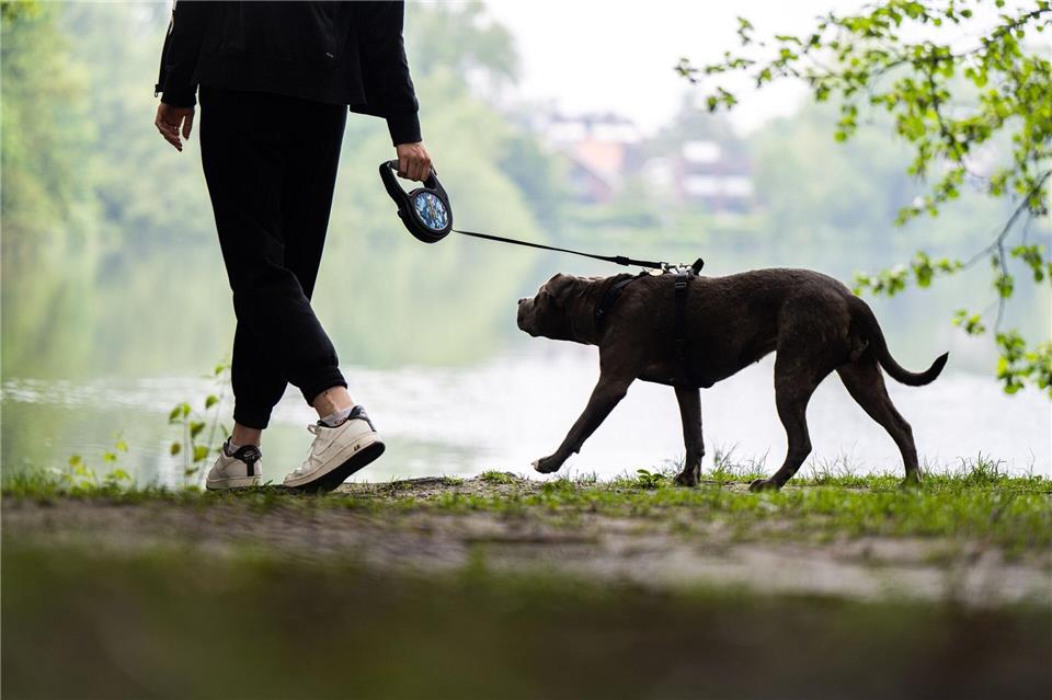 Ein Pitbull soll sich in Mannheim losgerissen und einen Mann mit seinem Hund angefallen haben. (Symbolbild)Mohssen Assanimoghaddam/dpa