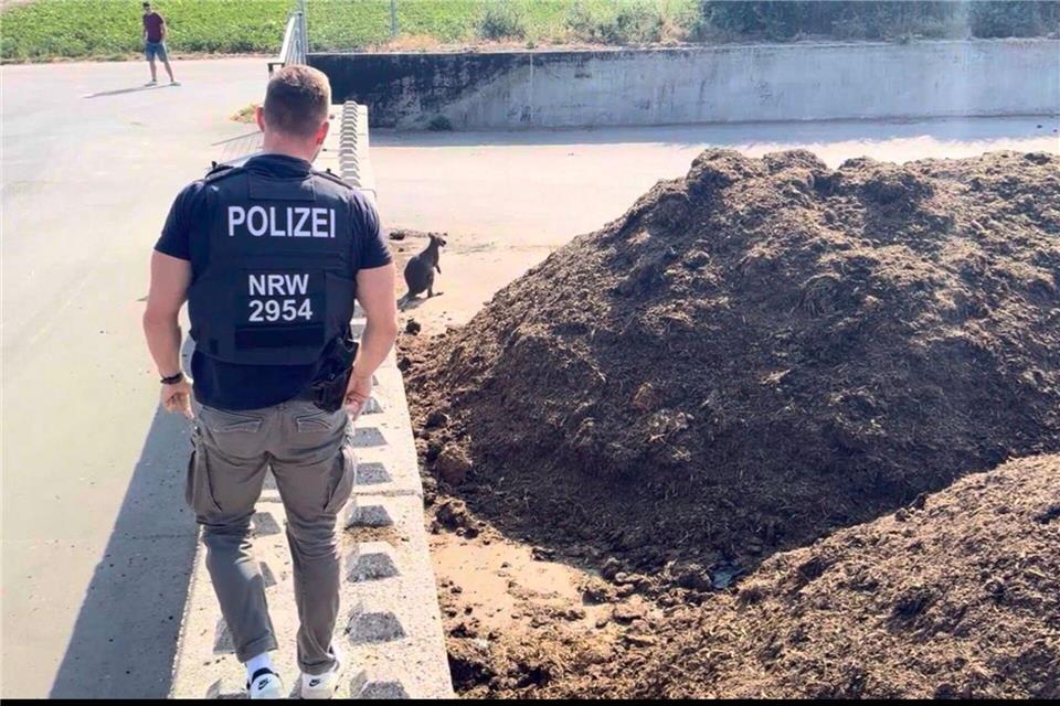 Ein Polizist blickt auf ein Känguru. Das umherlaufende Känguru hat in Brüggen am Niederrhein einen Einsatz von Polizei, Ordnungsamt und Feuerwehr ausgelöst.Rheinische-Blaulichtnews