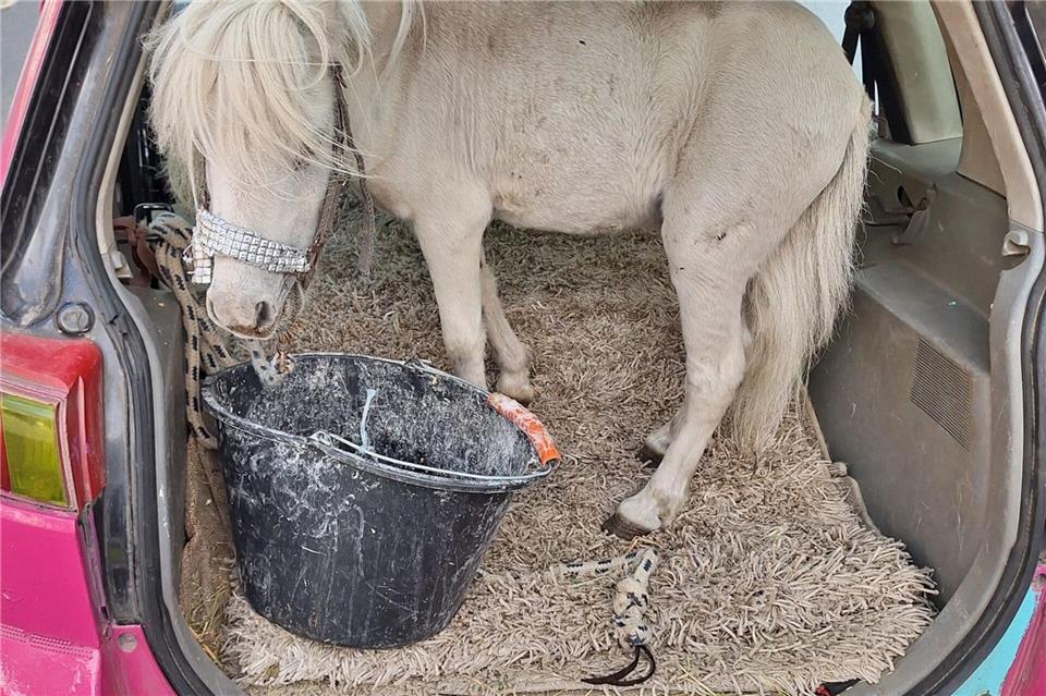 Ein Pony im Pkw: Die Polizei stoppt einen ungewöhnlichen Transport.Polizei Aachen/dpa