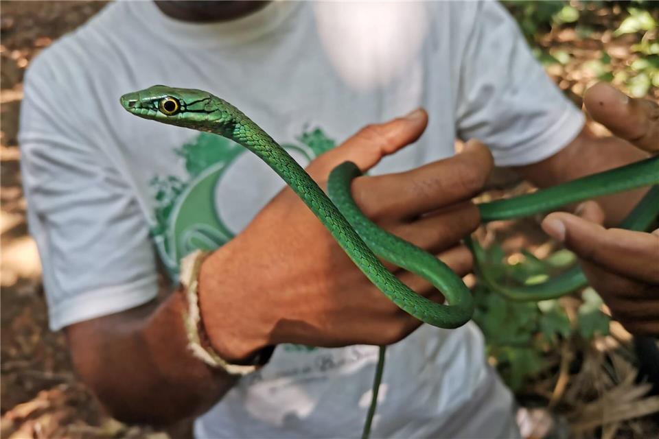 Ein Principe-Smaragdnatter Patricia Guedes/Universität Oxford/dpa