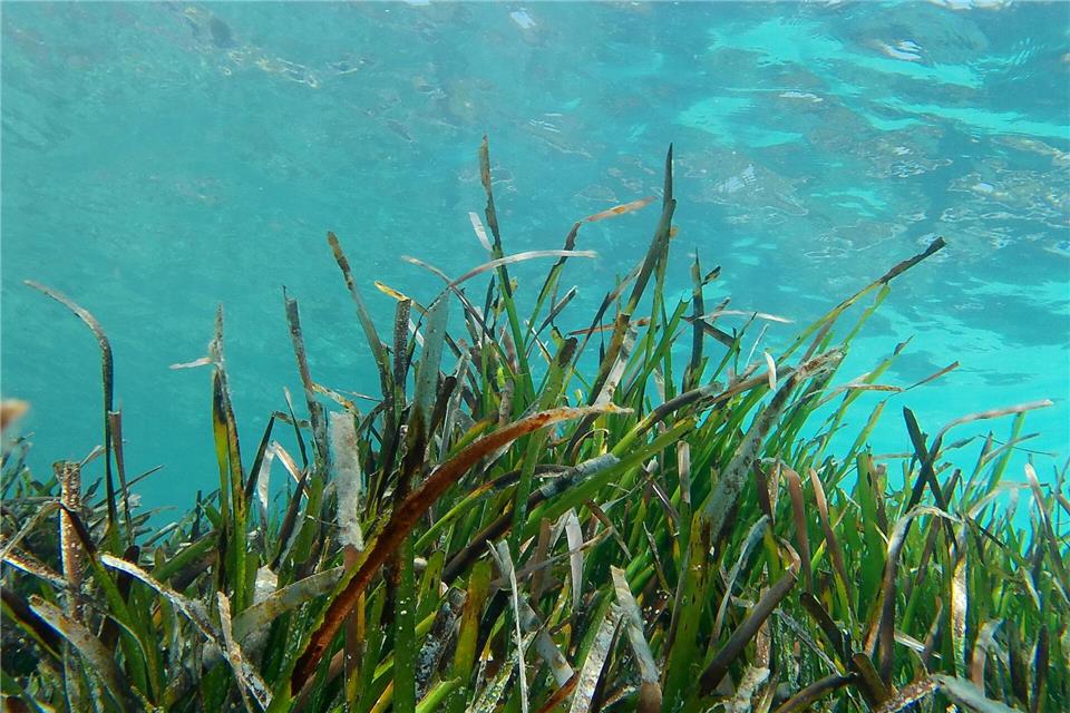 Ein Projekt für den Schutz von Seegras wird mit dem Jugend-Naturschutzpreis 2025 ausgezeichnet. (Symbolbild)Clara Margais/dpa