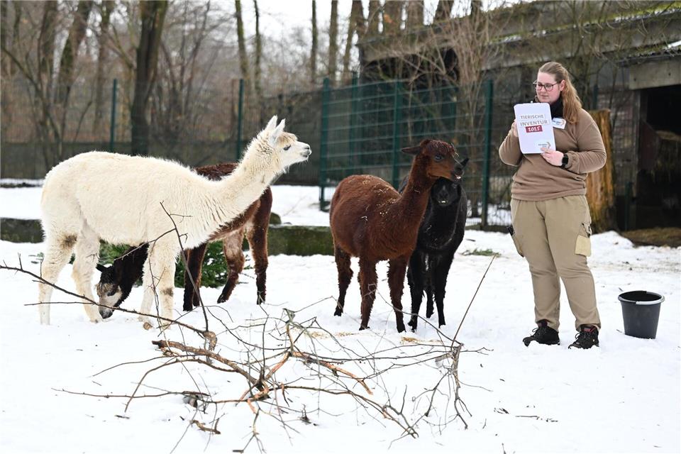 Ein Quartett Alpakas lebt im Zoo Hannover.Shireen Broszies/dpa