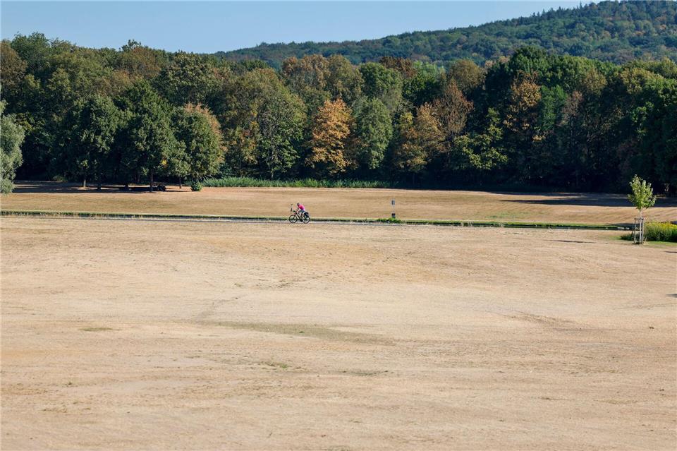 Ein Radfahrer fährt in der Rheinaue an einer ausgetrockneten Wiese vorbei.Thomas Banneyer/dpa