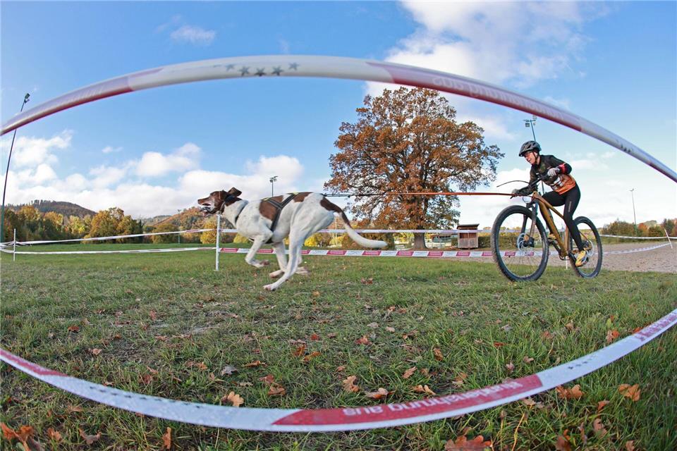 Schlittenhunderennen Harzer Luchstrail gestartet Ein Radfahrer wird von einem Schlittenhund auf der Galopprennbahn in Bad Harzburg gezogen.Matthias Bein/dpa