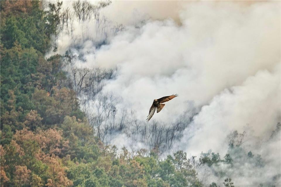 Ein Raubvogel flieht vor den Flammen während eines Waldbrandes in Anllarinos Del Sil, Asturien. Xuan Cueto/EUROPA PRESS/dpa