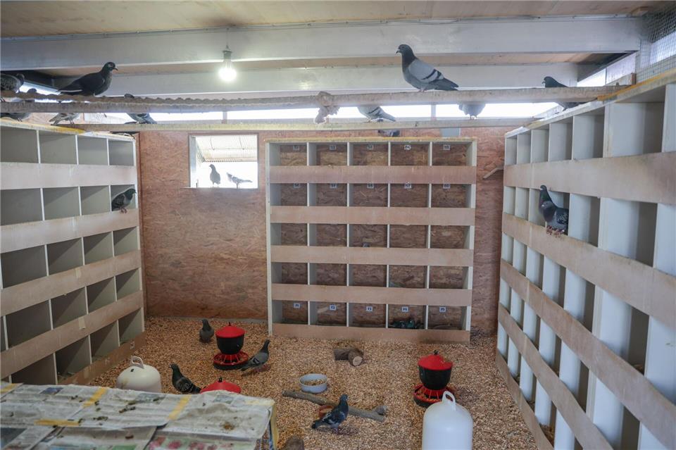 Ein Raum mit artgerechtem Futter, sauberem Wasser und Nistplätzen soll helfen, die Zahl der Bremer Tauben zu reduzieren.Focke Strangmann/dpa