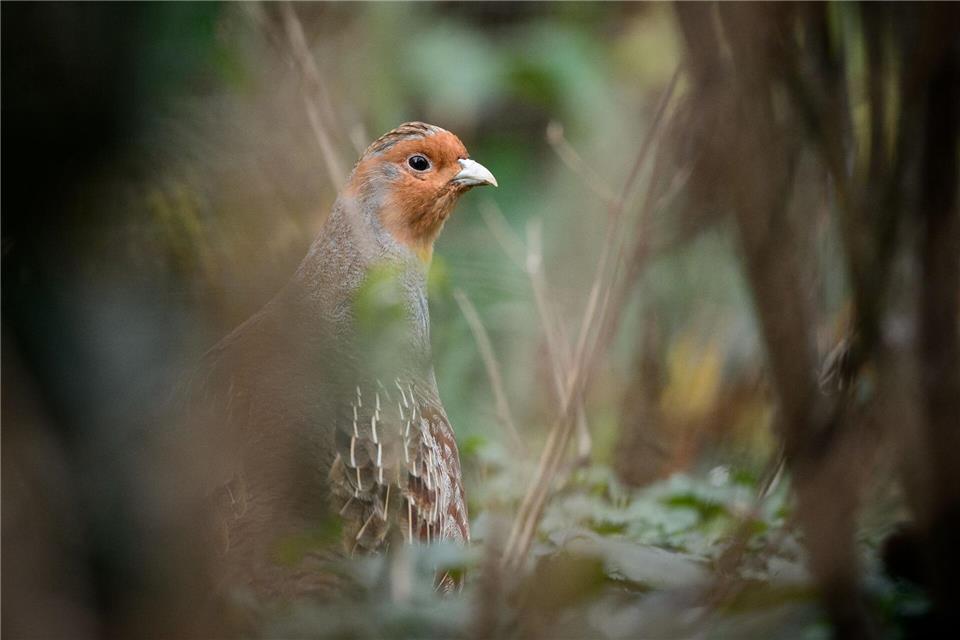 Ein Rebhuhn sitzt in einem Gehege des Zoologischen Gartens WilhelmaSina Schuldt/dpa