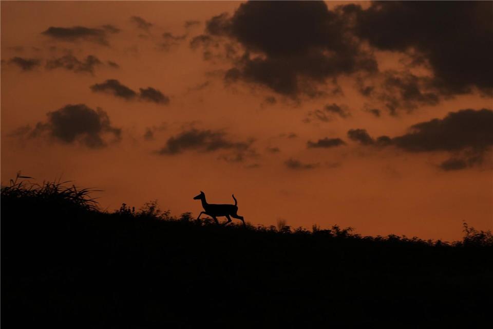 Ein Reh läuft in der Abenddämmerung in San Antonio einen Bergrücken entlang.Eric Gay/AP/dpa