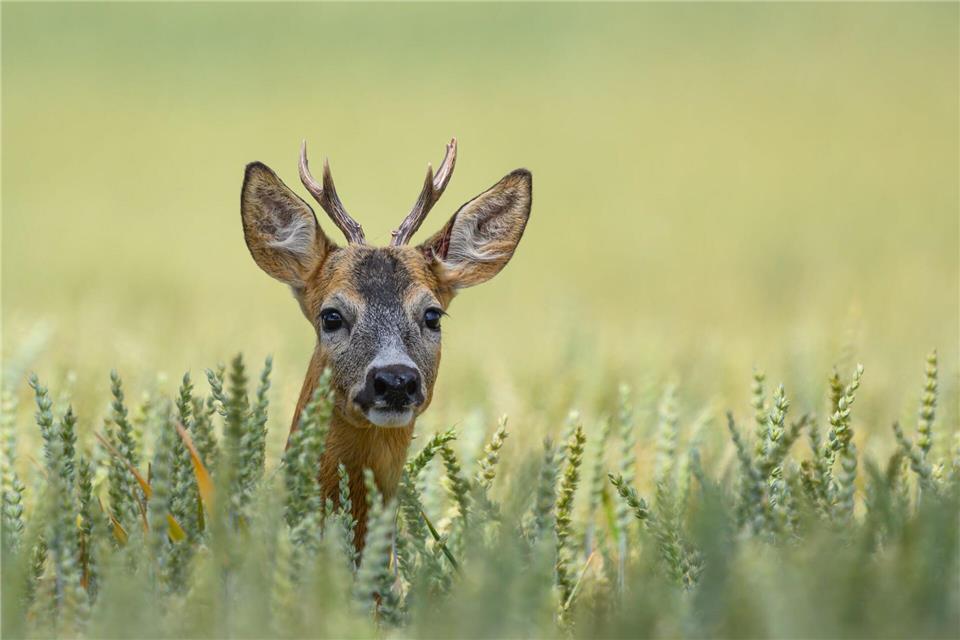 Ein Rehbock steht in einem Getreidefeld. Durch evolutionäre Anpassung und artspezifisches Verhalten unterscheiden sich Wildtiere von Haustieren. (Symbolbild)Patrick Pleul/dpa/ZB