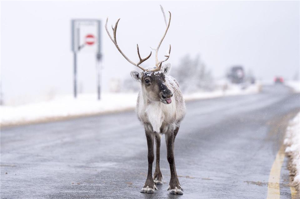 Ein Rentier steht auf der Straße bei Aviemore in Großbritannien.Jane Barlow/PA Wire/dpa