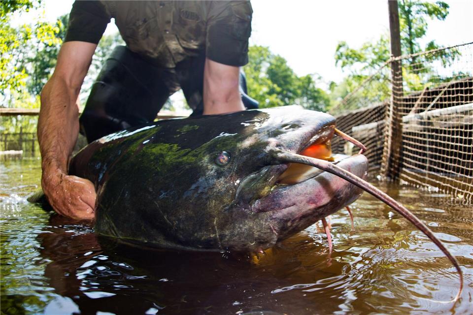 Polizei erschießt Wels - Sind Fische gefährlich für Badende? Ein Riesenwels ähnlich wie dieser hat in Bayern fünf Badegäste verletzt. (Symbolbild)Patrick Pleul/dpa-Zentralbild/dpa