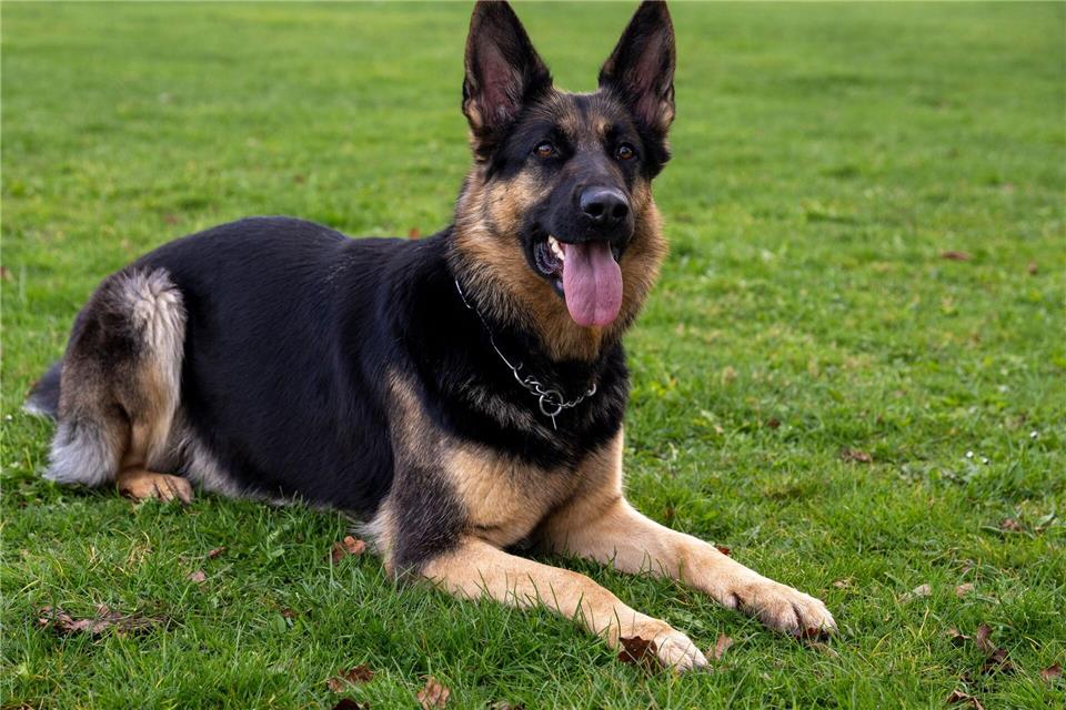 Ein Schäferhund hat einen Jungen attackiert. (Symbolbild)Stefan Puchner/dpa