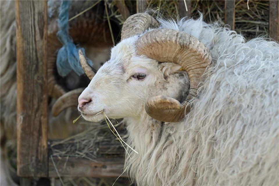 Ein Schafbock wurde in Walsrode (Landkreis Heidekreis) vermutlich in der Nacht zum Sonntag getötet. (Symbolbild)Jonathan Penschek/dpa