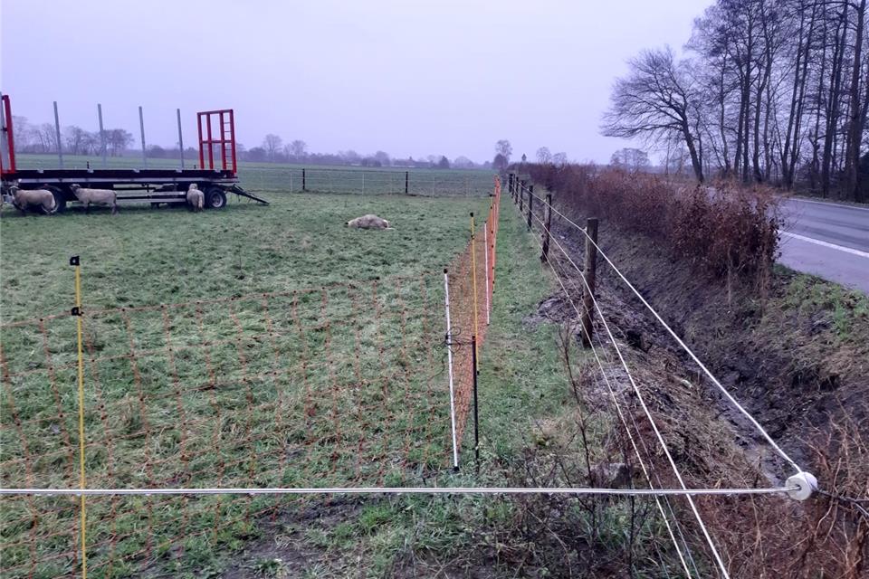 Ein Schafhalter in Hünxe beklagt, dass ein Wolf bereits mehrfach seine Herde angegriffen habe. 