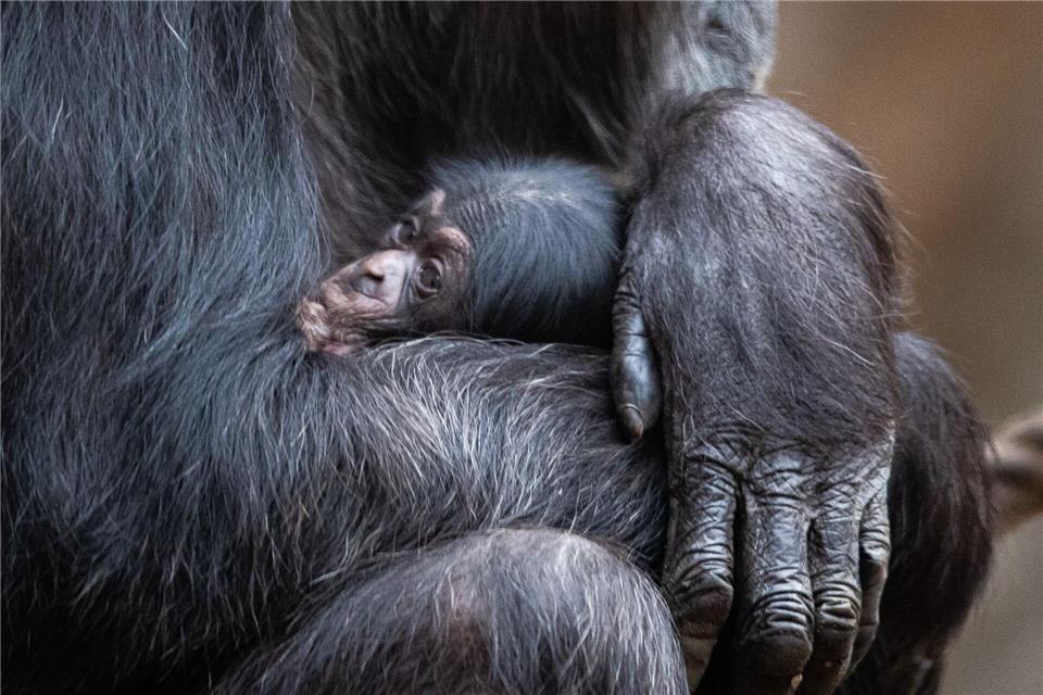 Ein Schimpansenbaby wie dieses wurde auch im Tierpark Hellabrunn geboren. (Symbolbild)Friso Gentsch/dpa