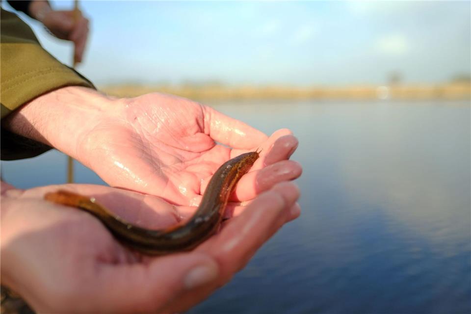 Ein Schlammpeitzger sieht nicht gerade aus wie ein typischer Fisch. (Symbolbild)Markus Hibbeler/dpa