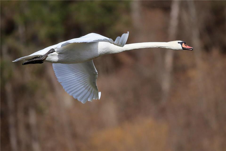 Ein Schwan hat bei Niesky für einen stundenlangen Polizeieinsatz gesorgt. (Symbolbild)Thomas Warnack/dpa