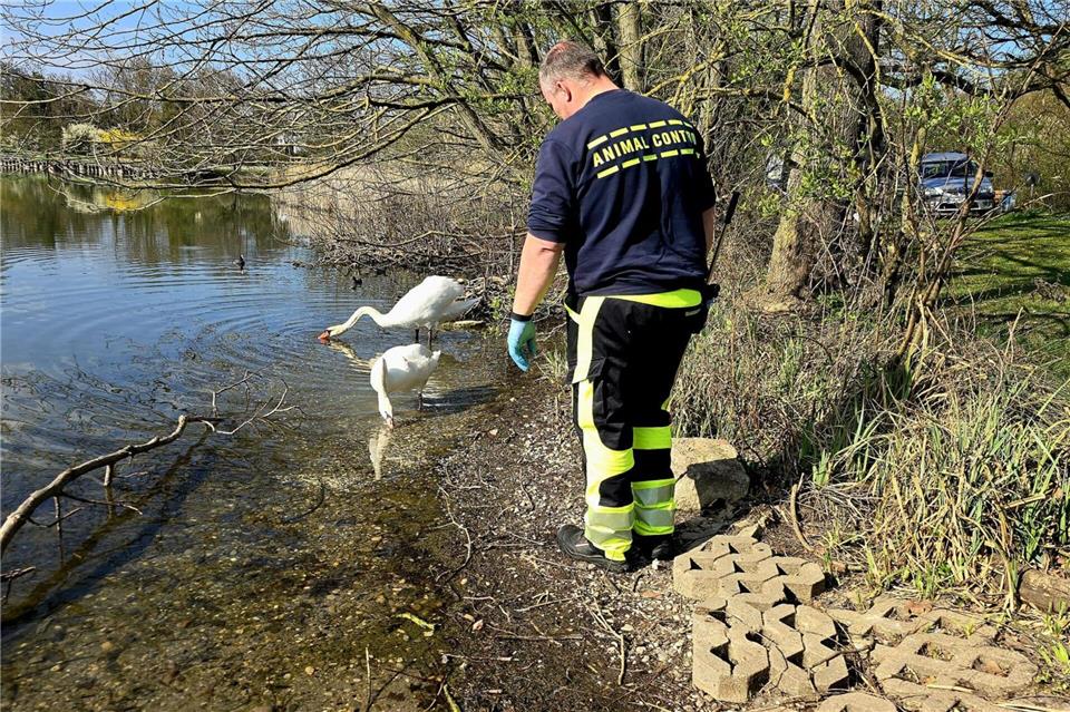 Ein Schwan in Mannheim hat wohl wegen falschen Futters einen verformten Flügel. -/Stadt Mannheim/dpa