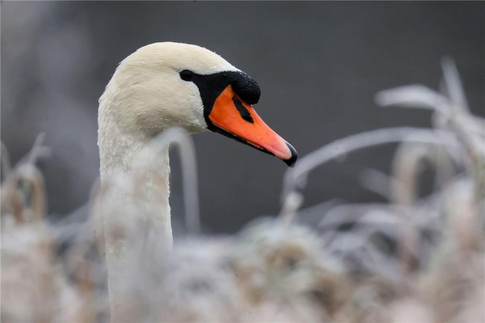 Ein Schwan ist am Bodensee auf für ihn gefährliches Terrain geraten. (Symbolbild)Thomas Warnack/dpa