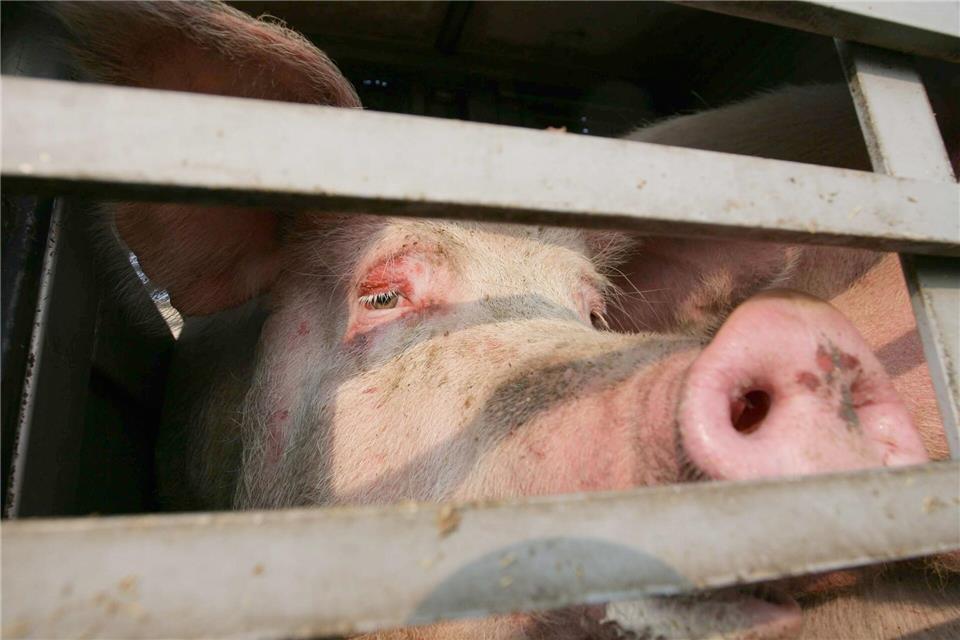 Ein Schweinetransporter ist im Kreis Gießen umgekippt. (Symbolbild)Peter Steffen/dpa