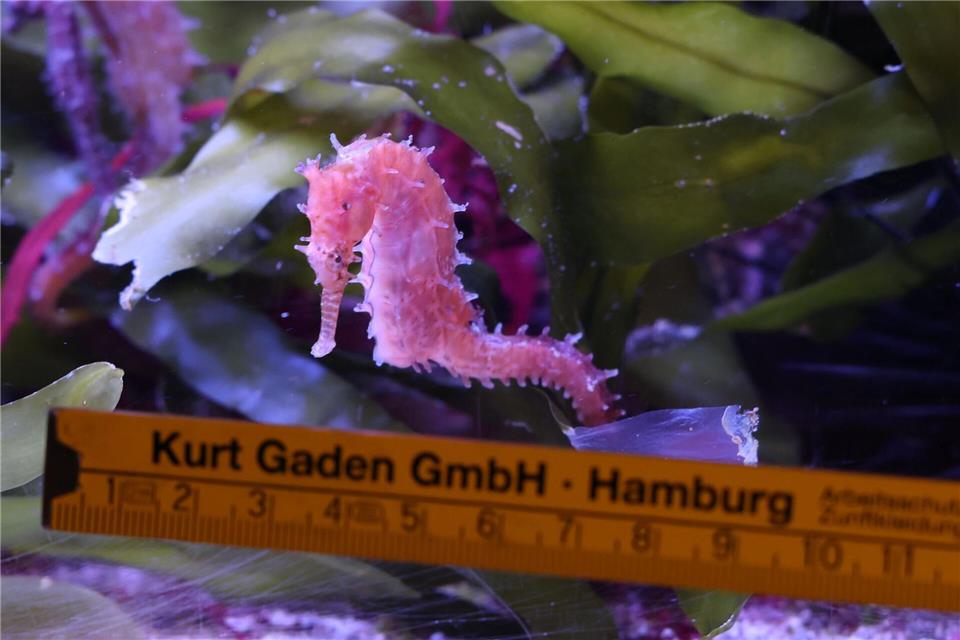 Ein Seepferdchen wird bei einer Bestandskontrolle im Tropen-Aquarium von Hagenbecks Tierpark vermessen.Georg Wendt/dpa