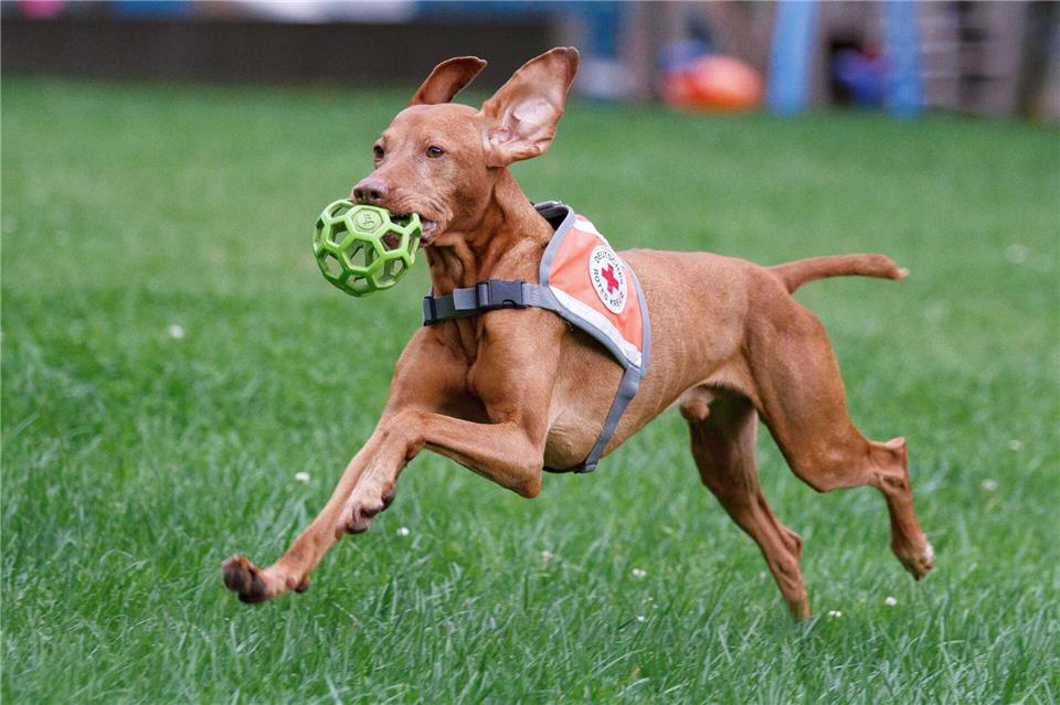 Ein Senior wurde in letzter Minute vom Suchhund Pino gefunden. (Foto-Handout)Veronica Theiler/Deutsches Rotes Kreuz Biberach/dpa