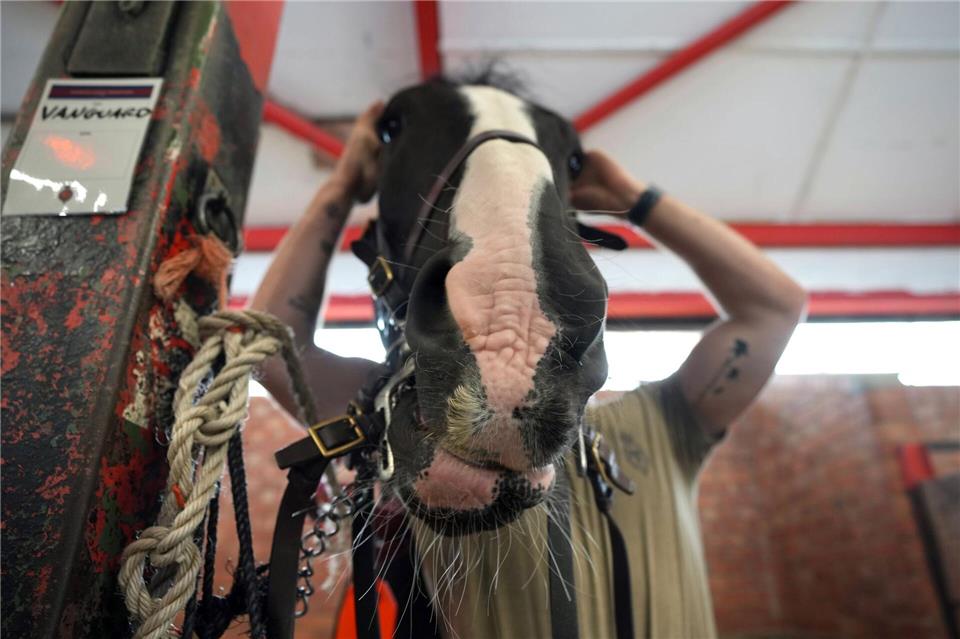 Ein Soldat des Household Cavalry Mounted Regiment zäumt sein Pferd bei den Vorbereitungen für den Kutschenzug in der Combermere Barracks in Windsor vor dem Staatsbesuch von US-Präsident Donald Trump.Kin Cheung/AP/dpa