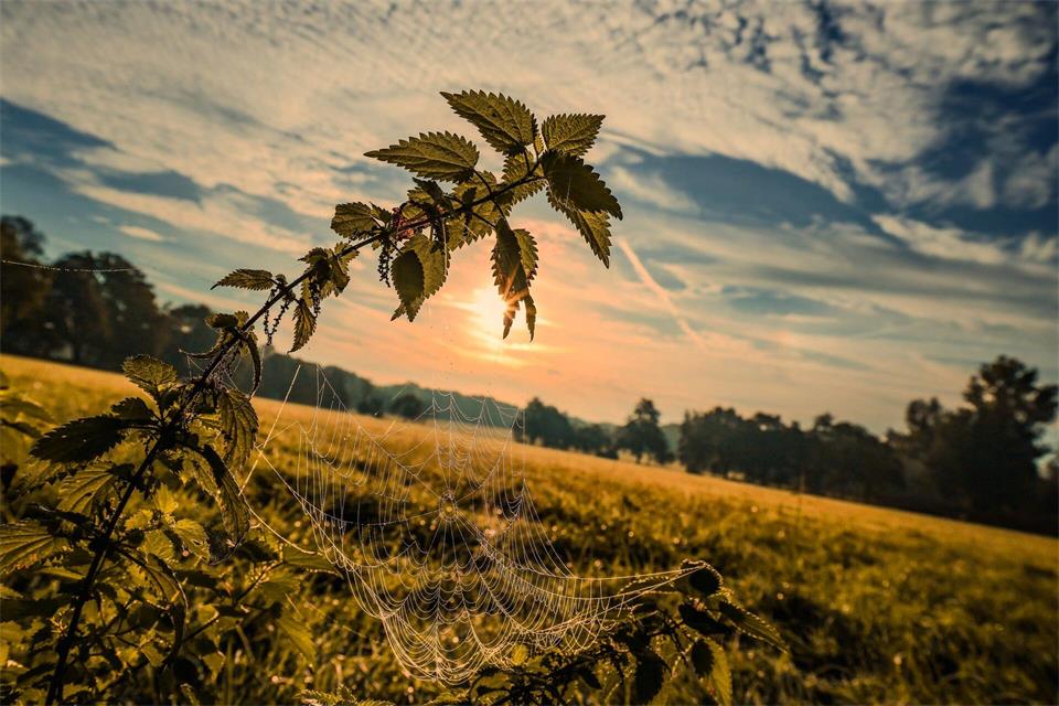 Ein Spinnennetz mit Morgentau bei sehr mildem Herbstwetter. Christoph Reichwein/dpa