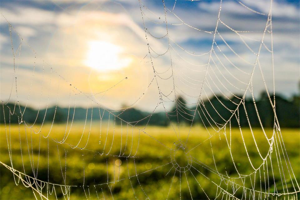 Ein Spinnennetz mit Morgentau bei sehr mildem Herbstwetter. Christoph Reichwein/dpa