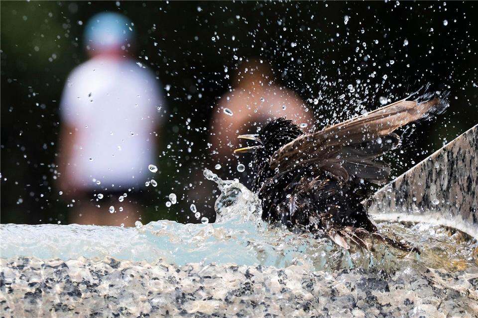 Ein Star taucht in einen Springbrunnen am Denkmal für den Zweiten Weltkrieg auf der National Mall in Washington ein.Manuel Balce Ceneta/AP/dpa