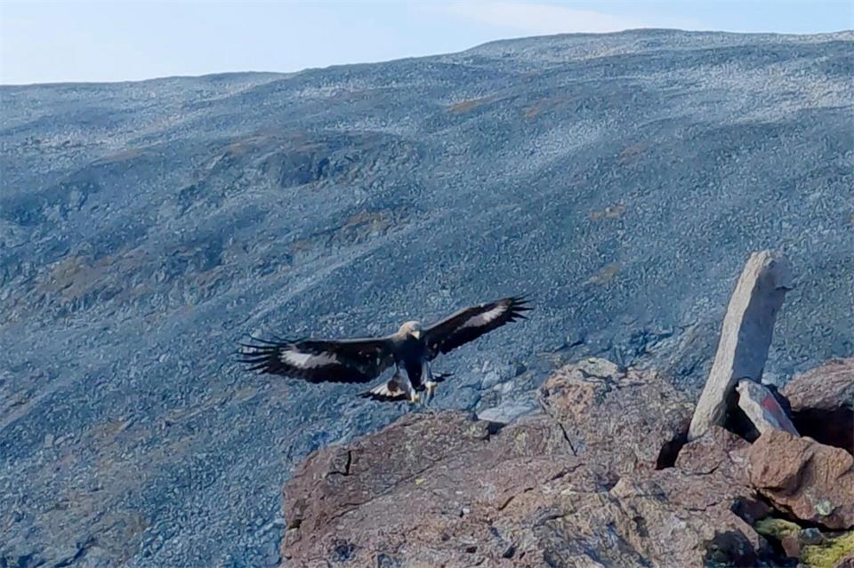 Ein Steinadler hat eine Drohne angegriffen und zum Absturz gebracht. (Symbolbild) Francis Ari Sture/NTB Scanpix/AP/dpa