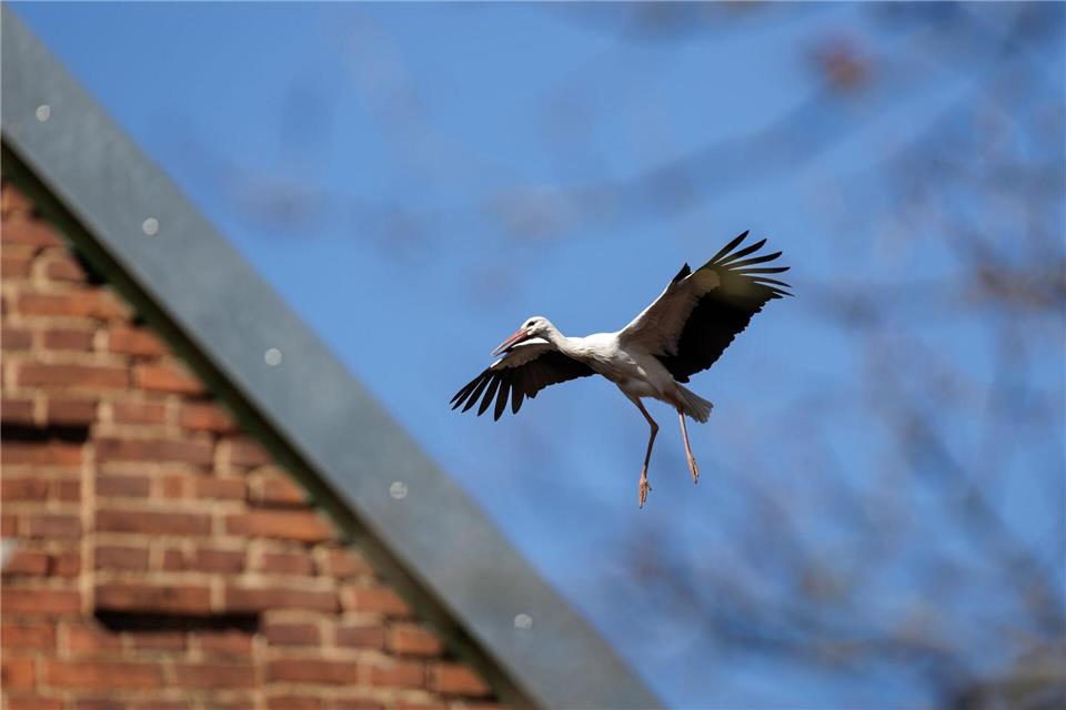 Ein Storch im Landeanflug. David Ebener/dpa